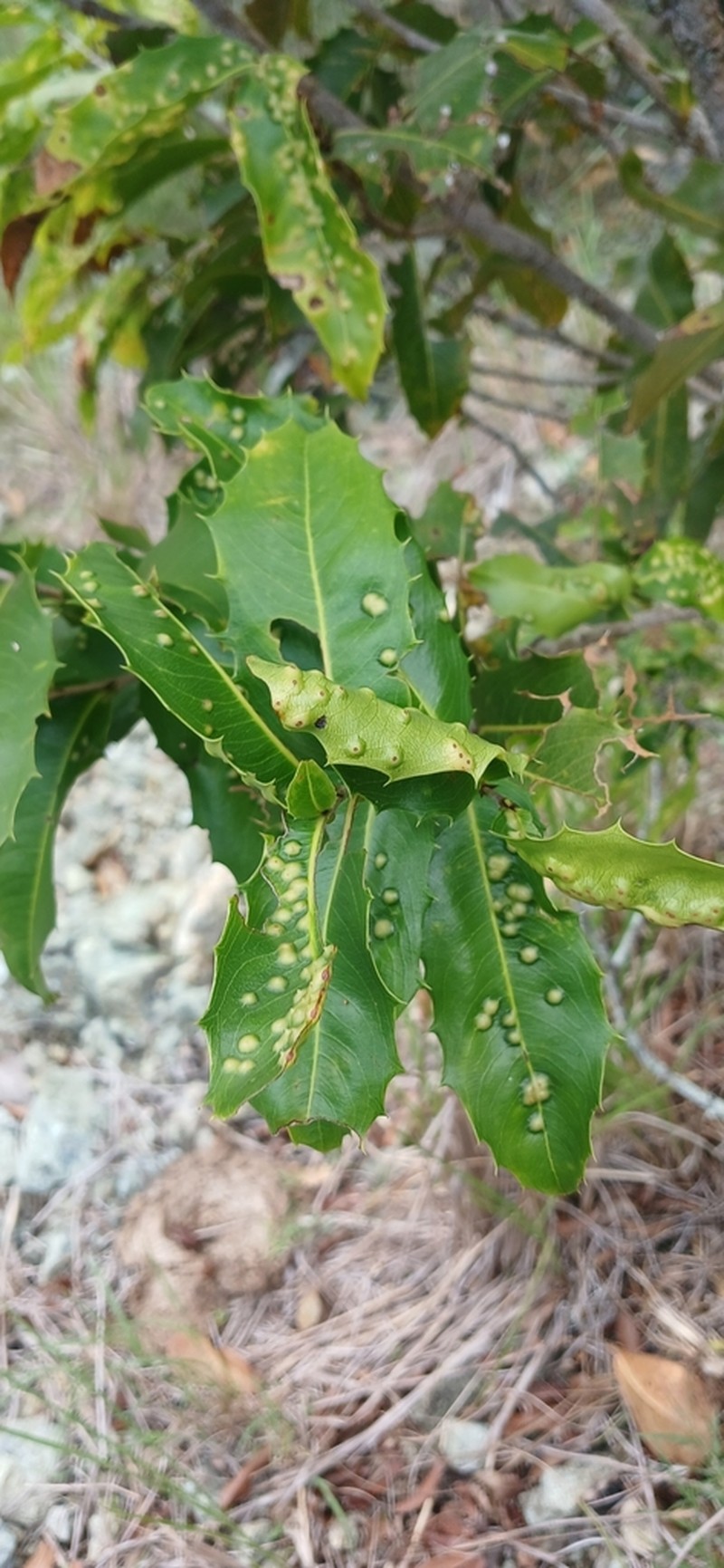 Chicharron Amarillo photo 6