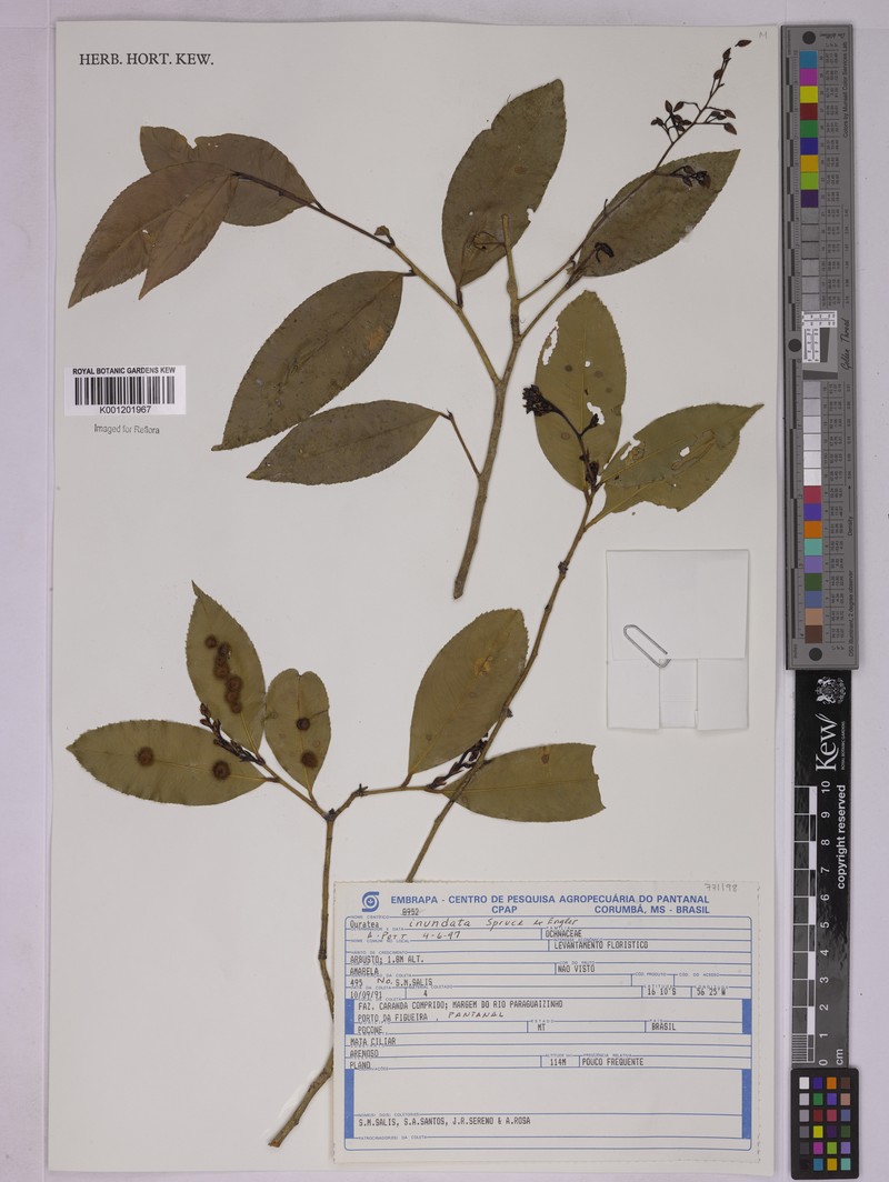 Ouratea inundata