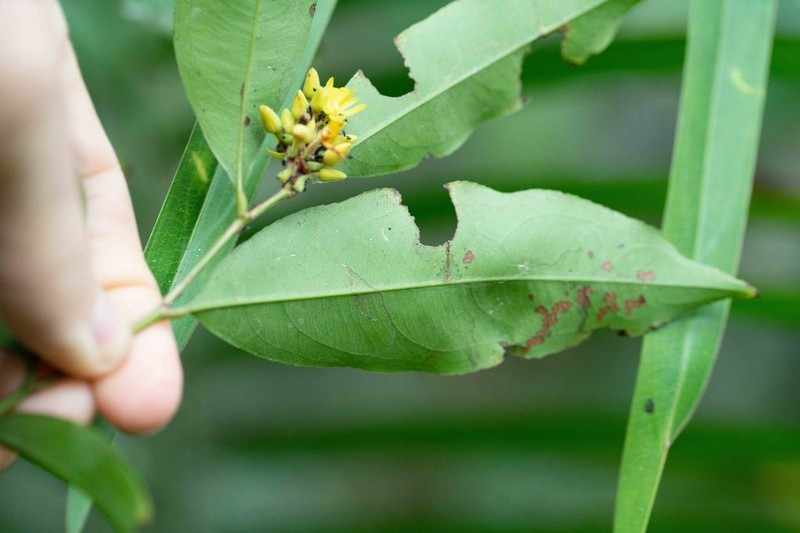 Ouratea iquitosensis