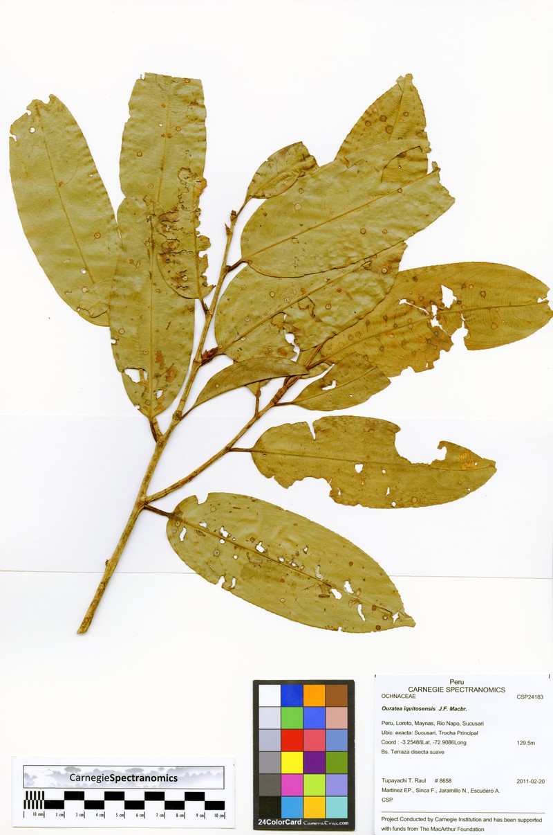 Ouratea iquitosensis photo 2