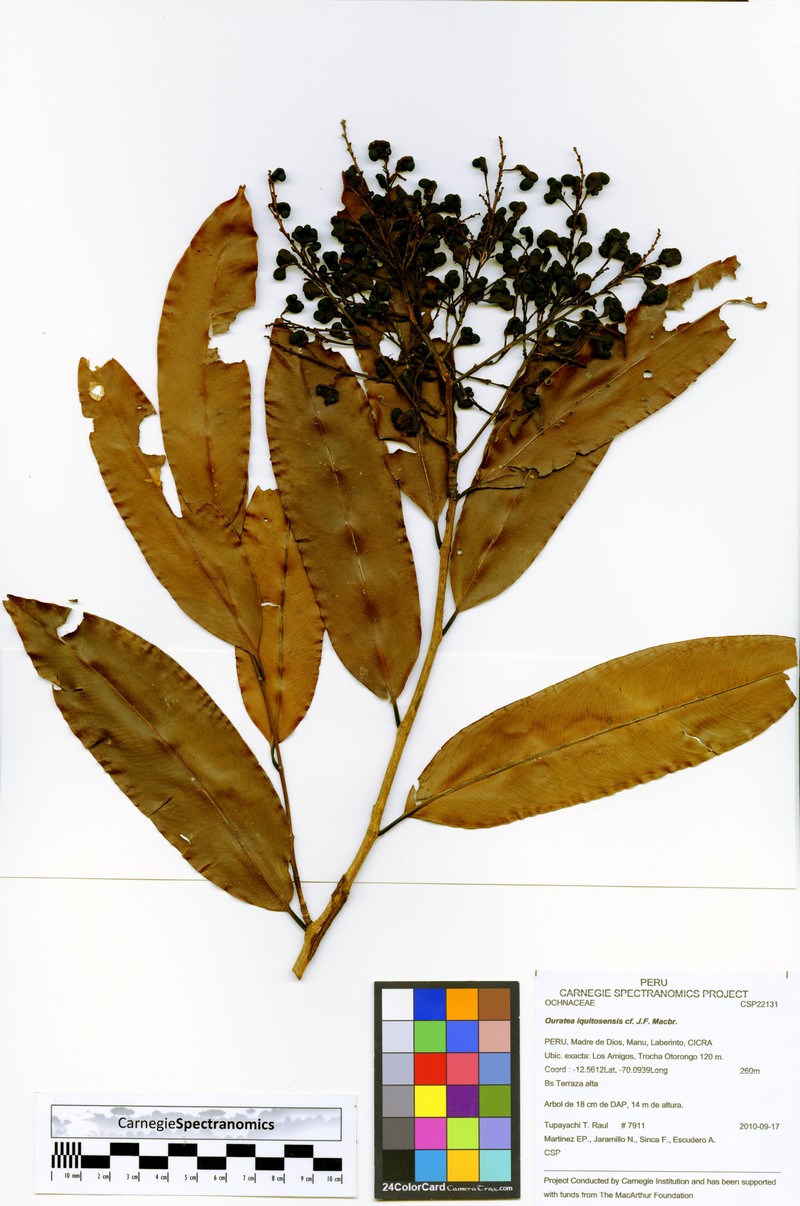 Ouratea iquitosensis photo 3