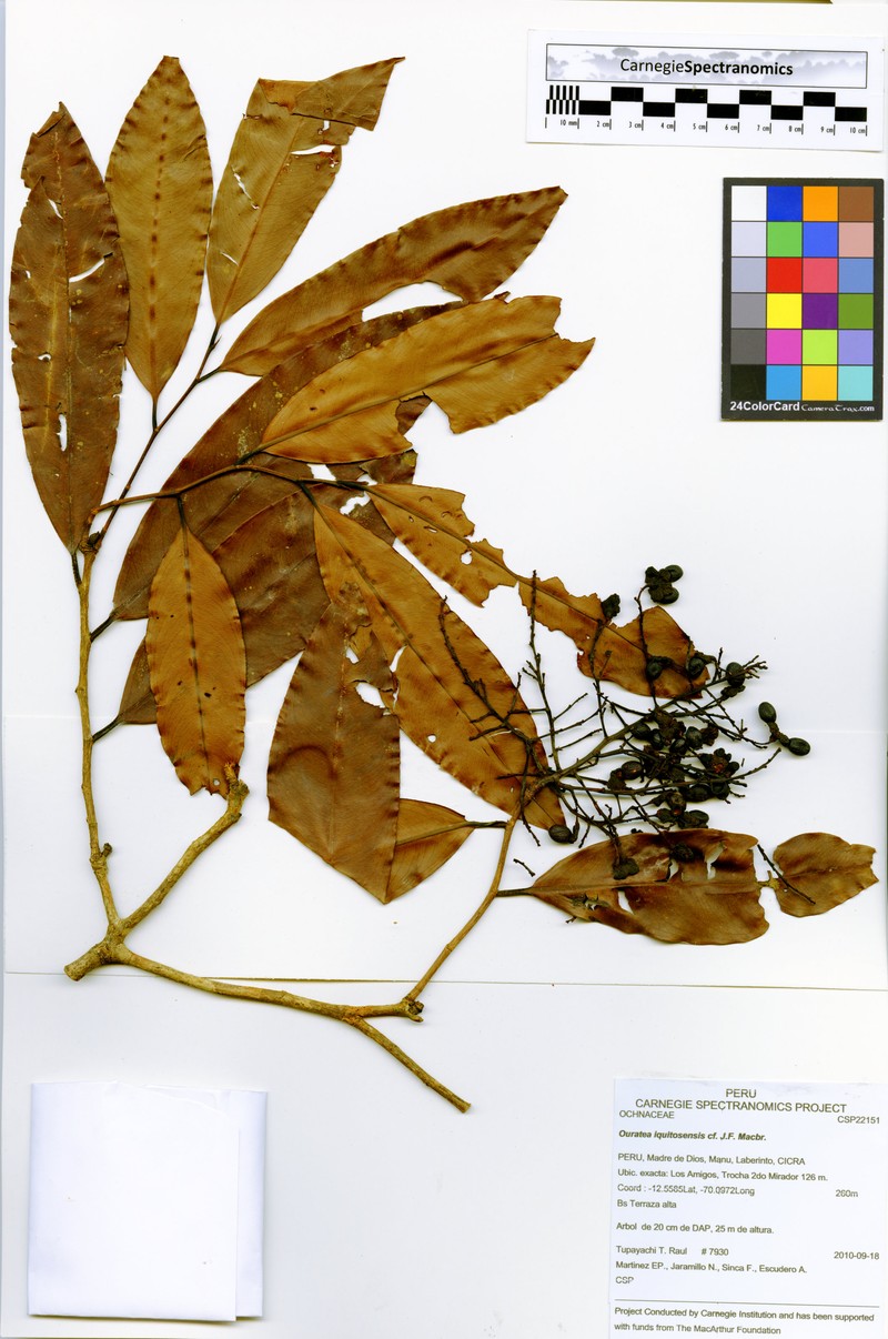 Ouratea iquitosensis photo 4
