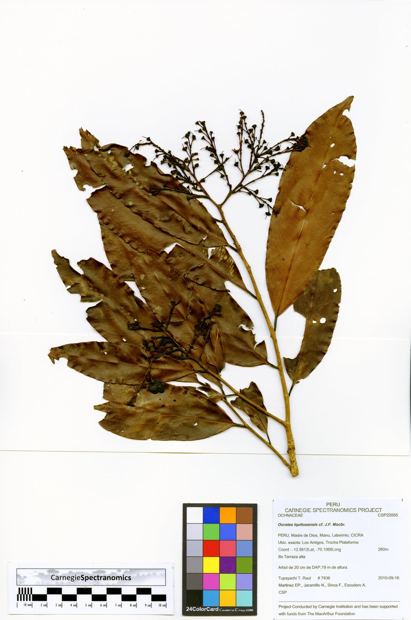 Ouratea iquitosensis photo 5