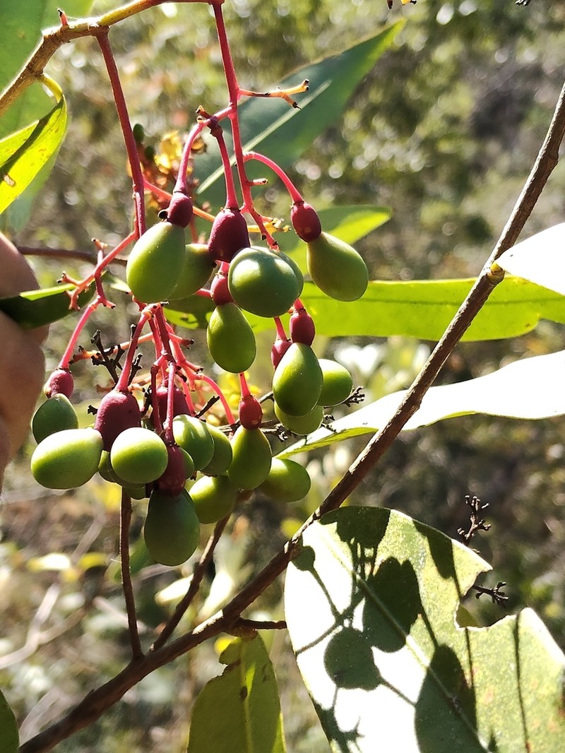 Ouratea jaliscensis