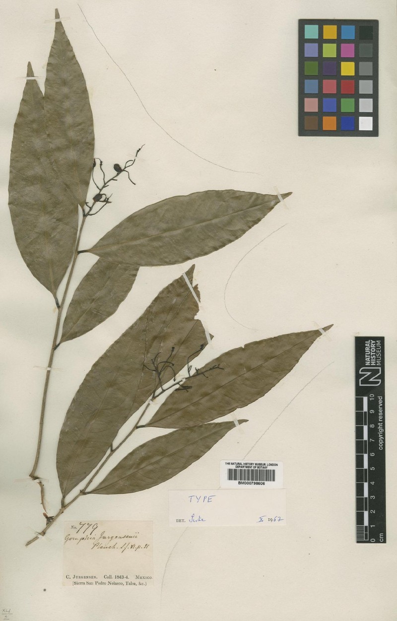 Ouratea jurgensenii