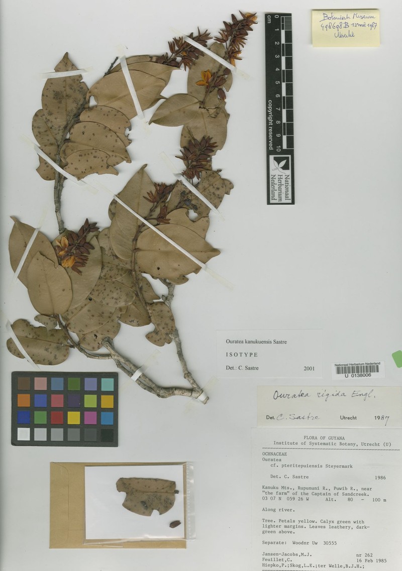 Ouratea kanukuensis