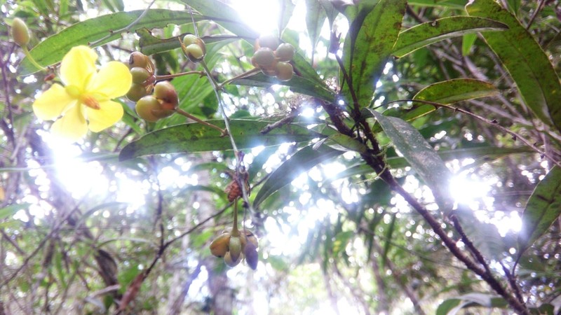 Ouratea lanceolata