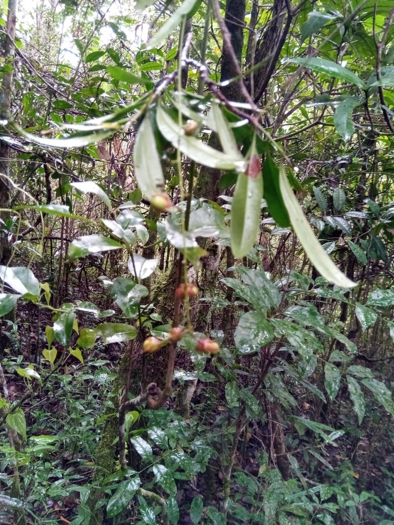 Ouratea lanceolata photo 2