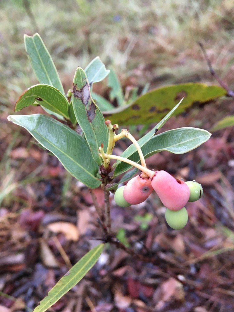 Ouratea lanceolata photo 3