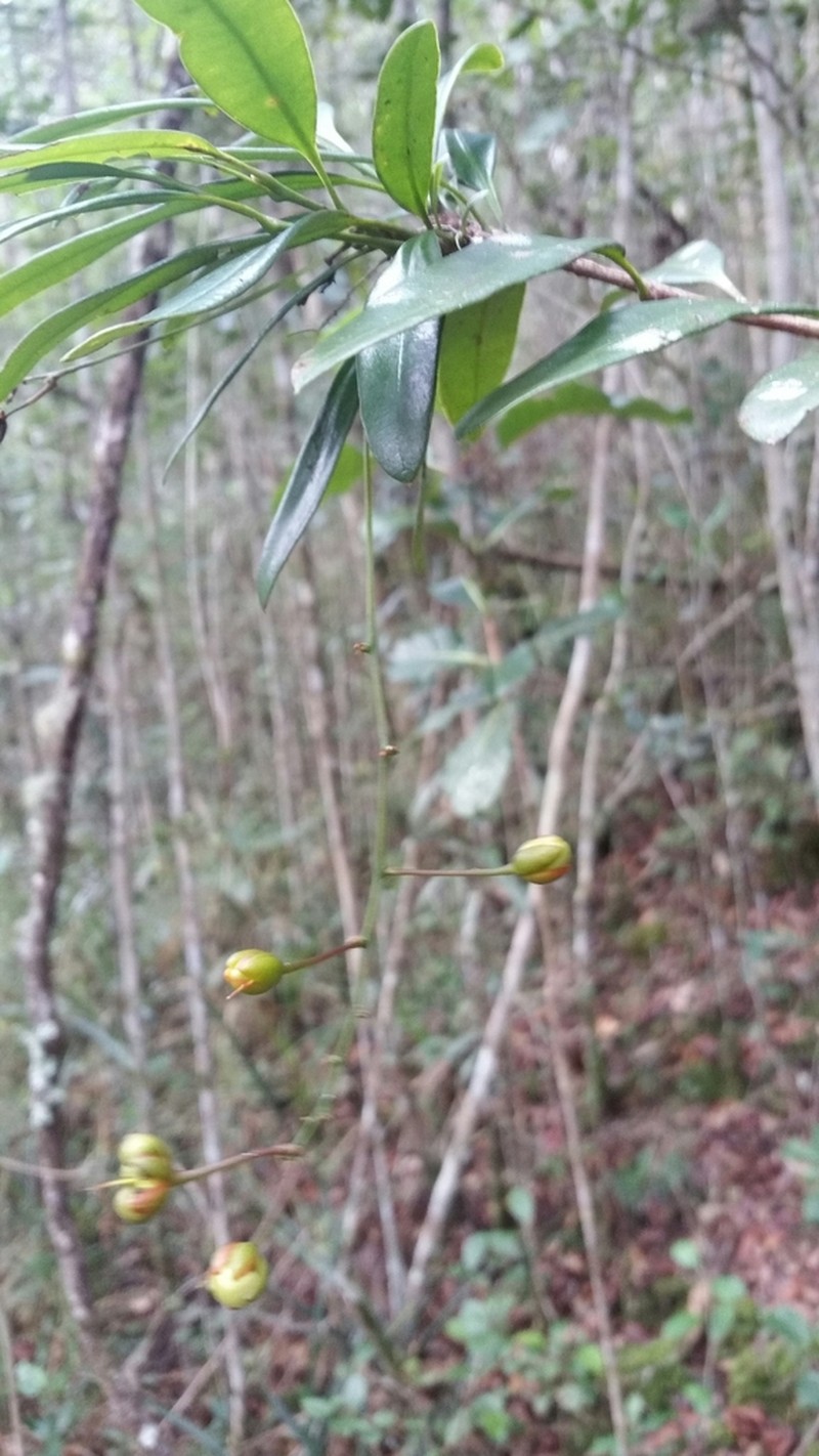 Ouratea lanceolata photo 4