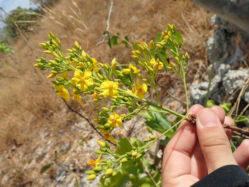 Ouratea lanceolata photo 5