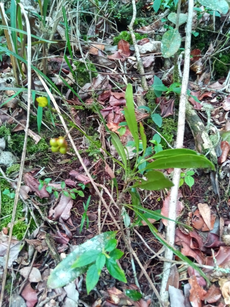 Ouratea lanceolata photo 6