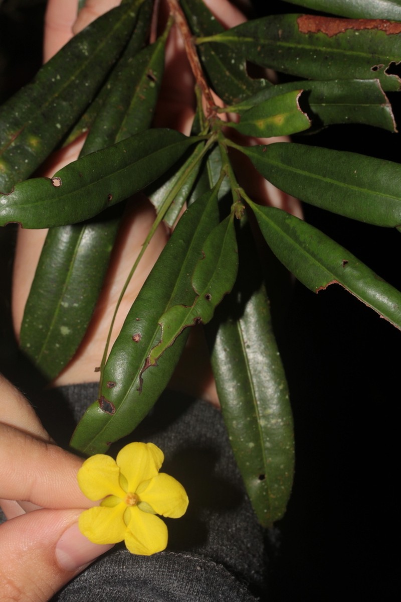 Ouratea lanceolata photo 7