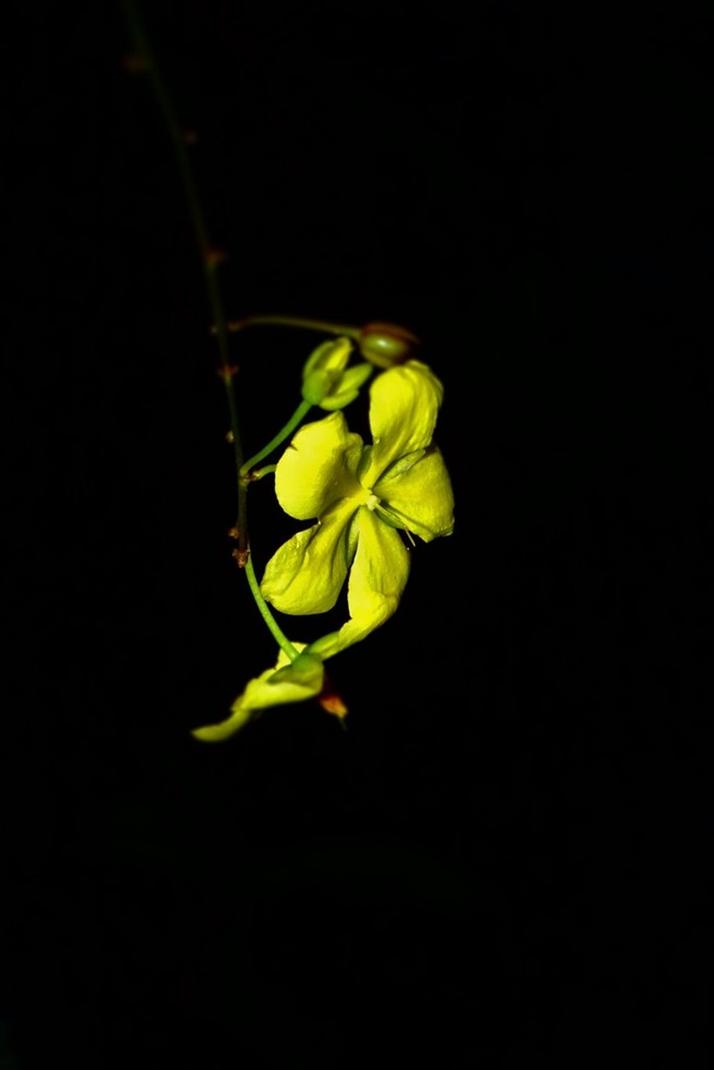 Ouratea lanceolata photo 8