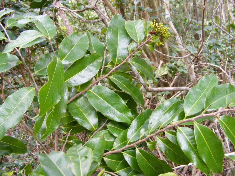 Ouratea laurifolia photo 2
