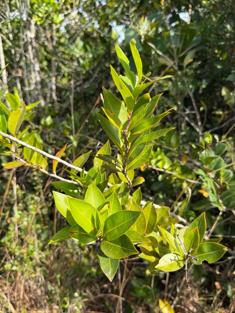 Ouratea litoralis