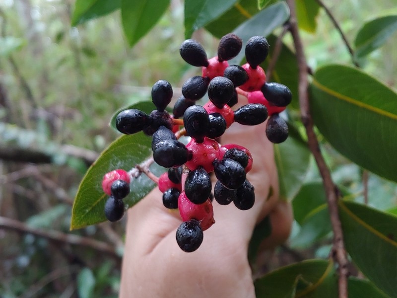 Ouratea litoralis photo 3