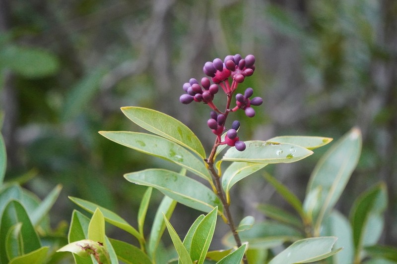Ouratea litoralis photo 4