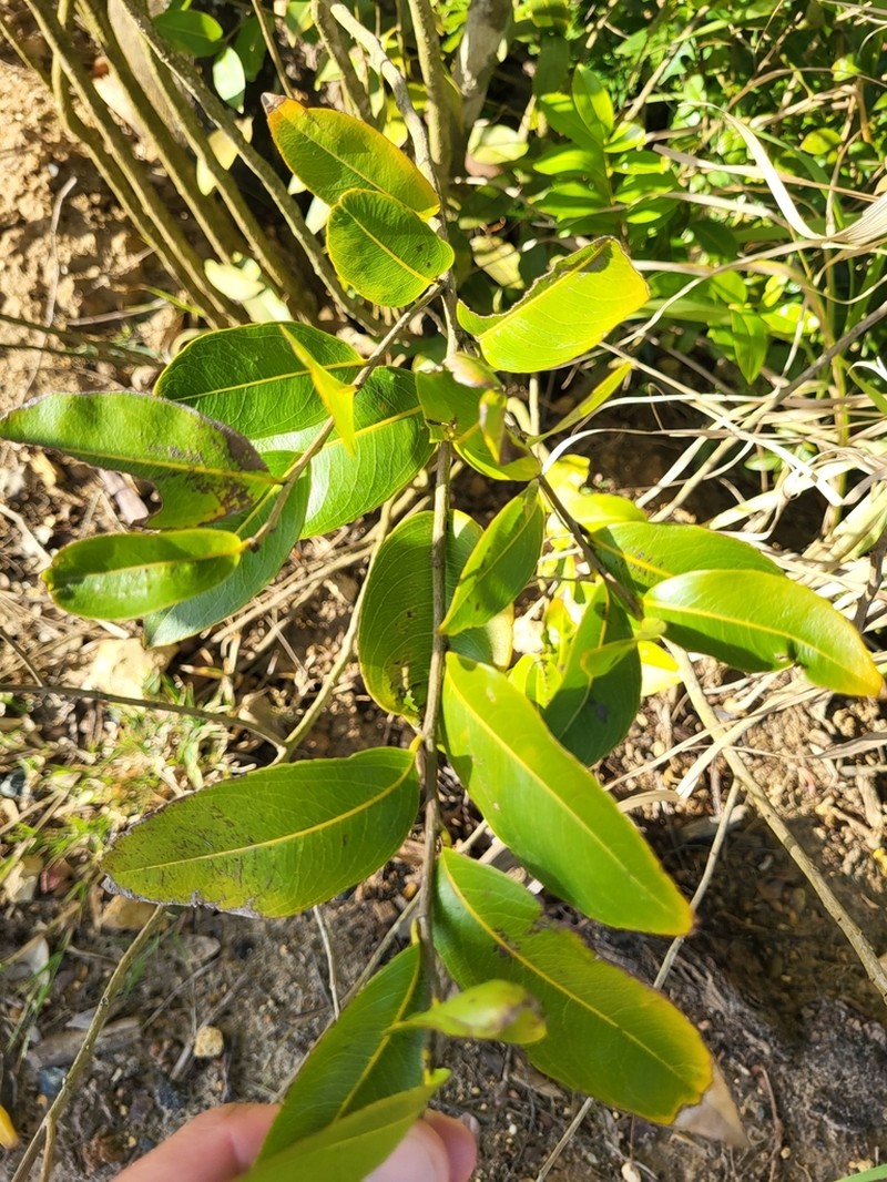 Ouratea litoralis photo 5