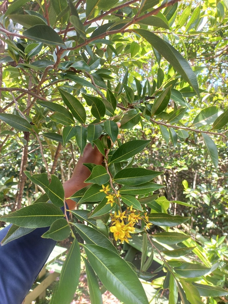 Ouratea litoralis photo 6