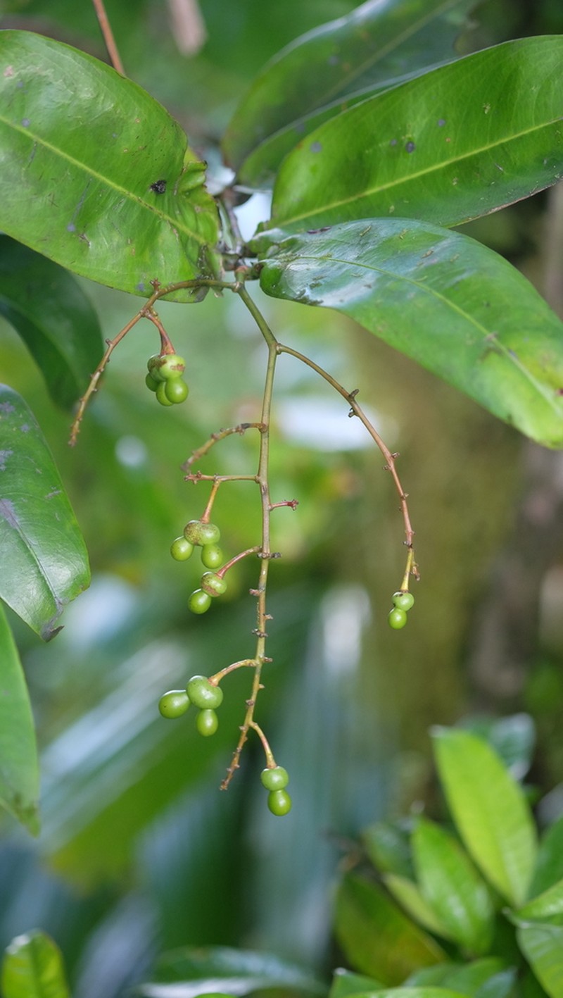 Ouratea longifolia