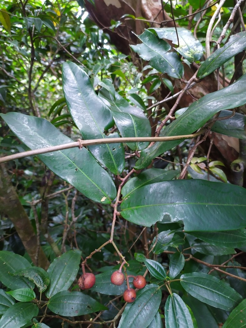 Ouratea longifolia photo 2