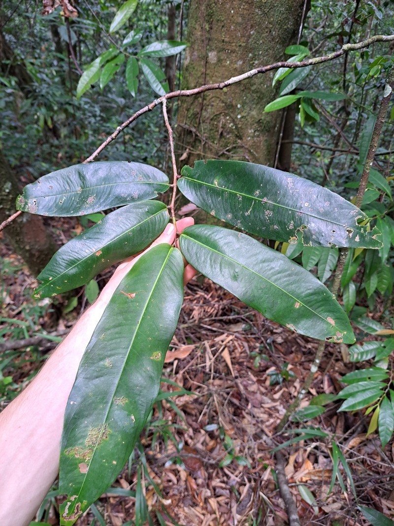 Ouratea longifolia photo 3