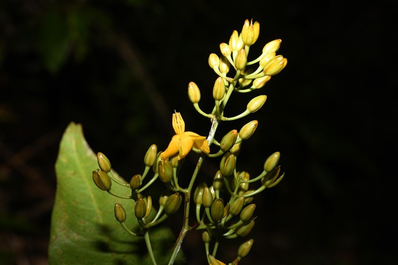 Ouratea longifolia photo 4