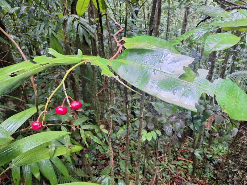Ouratea longifolia photo 6