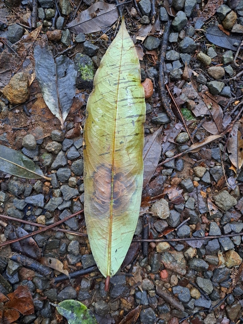 Ouratea longifolia photo 7