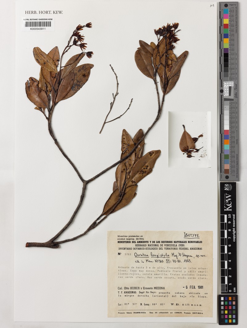 Ouratea longistyla