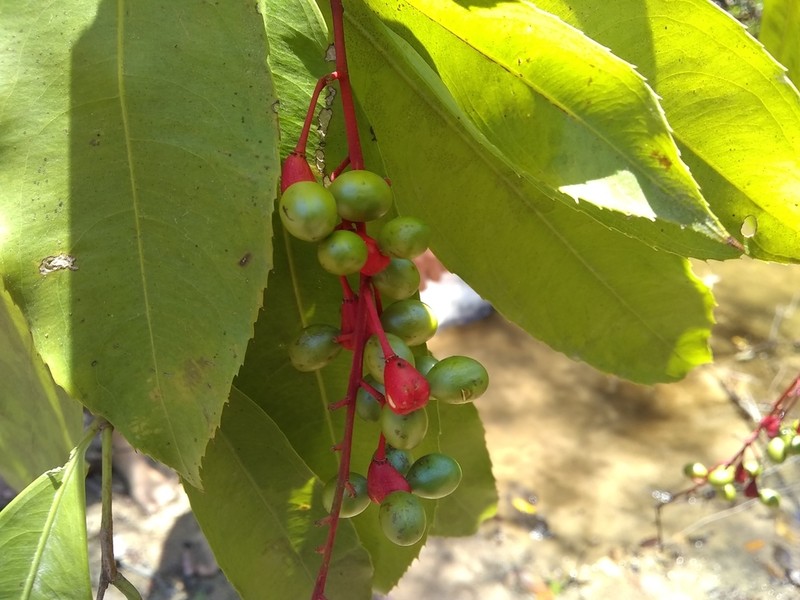 Ouratea lucens
