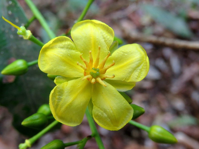 Ouratea lucens photo 4