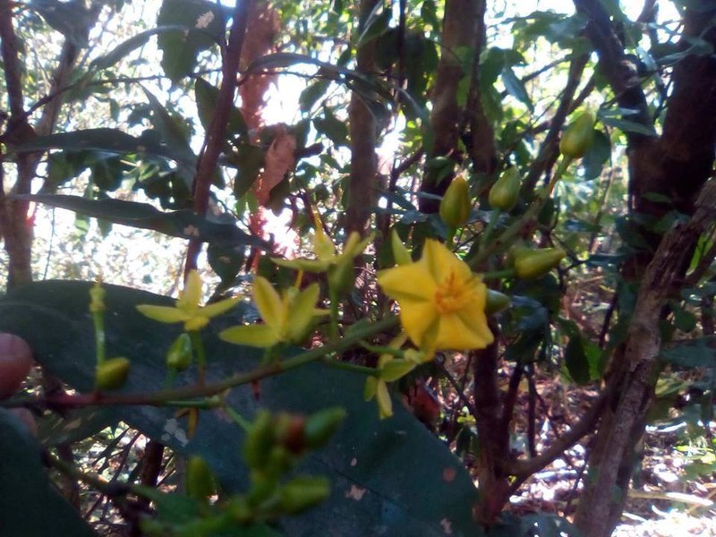 Ouratea lucens photo 8