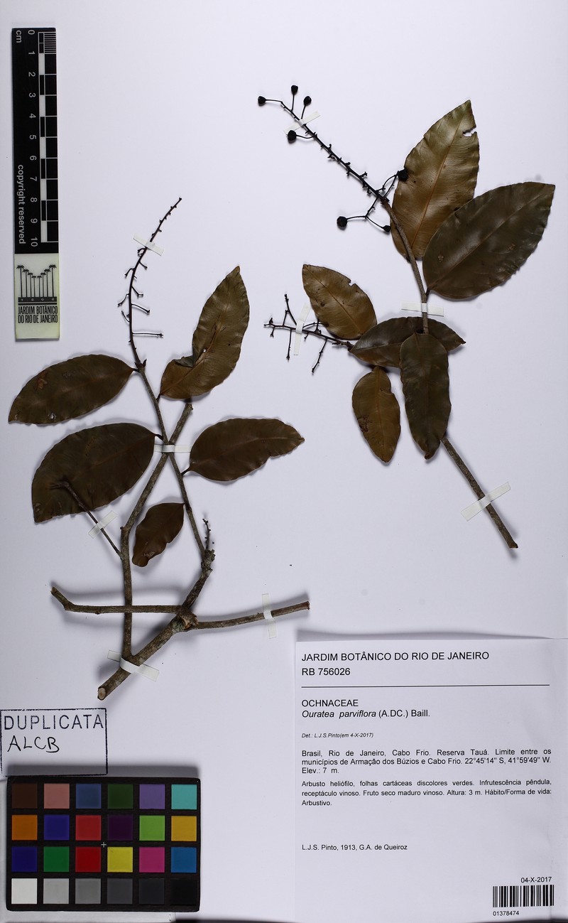 Ouratea luschnathiana