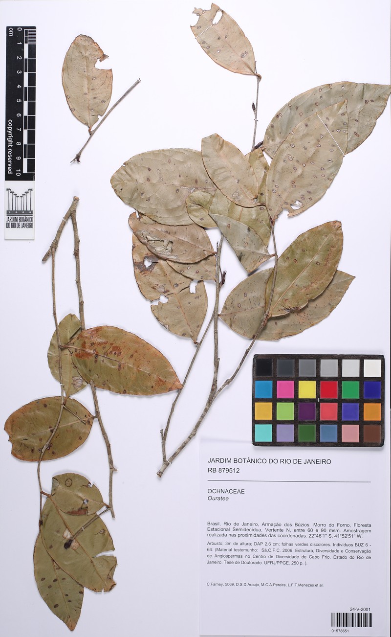 Ouratea luschnathiana photo 2