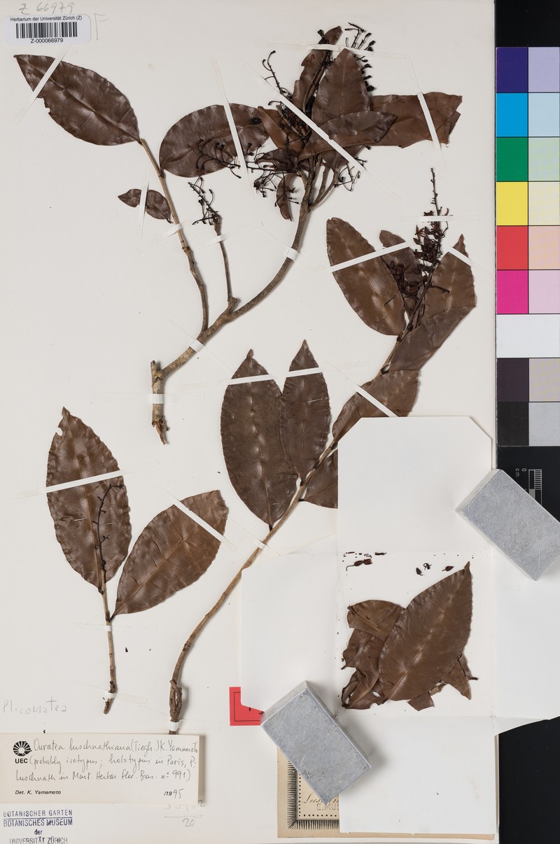 Ouratea luschnathiana photo 3