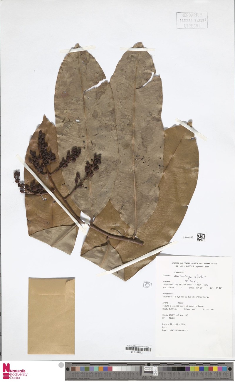 Ouratea macrocarpa