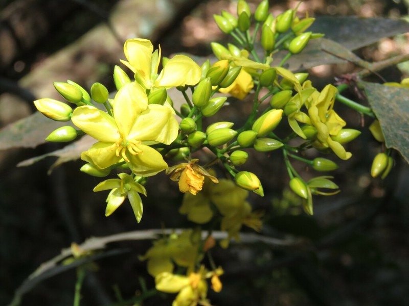 Ouratea madrensis photo 8