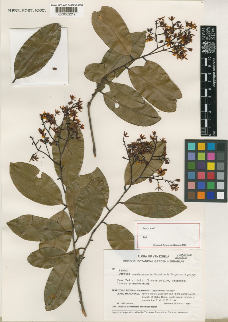 Ouratea marahuacensis