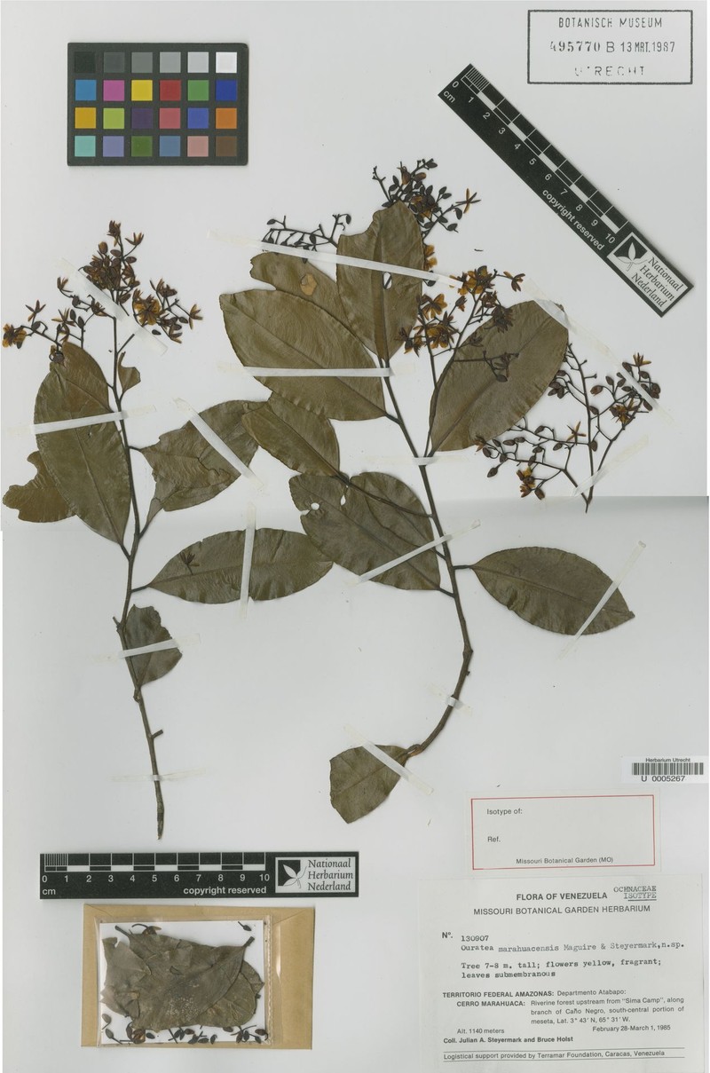 Ouratea marahuacensis photo 2