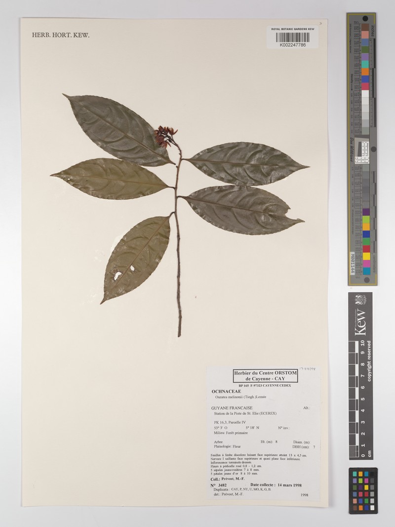 Ouratea melinonii