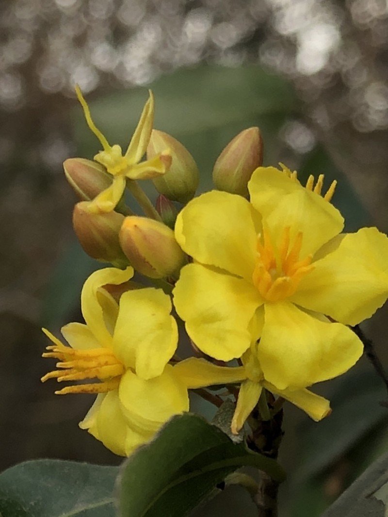 Ouratea mexicana