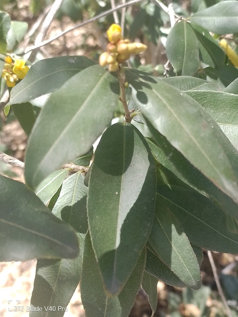 Ouratea mexicana photo 3