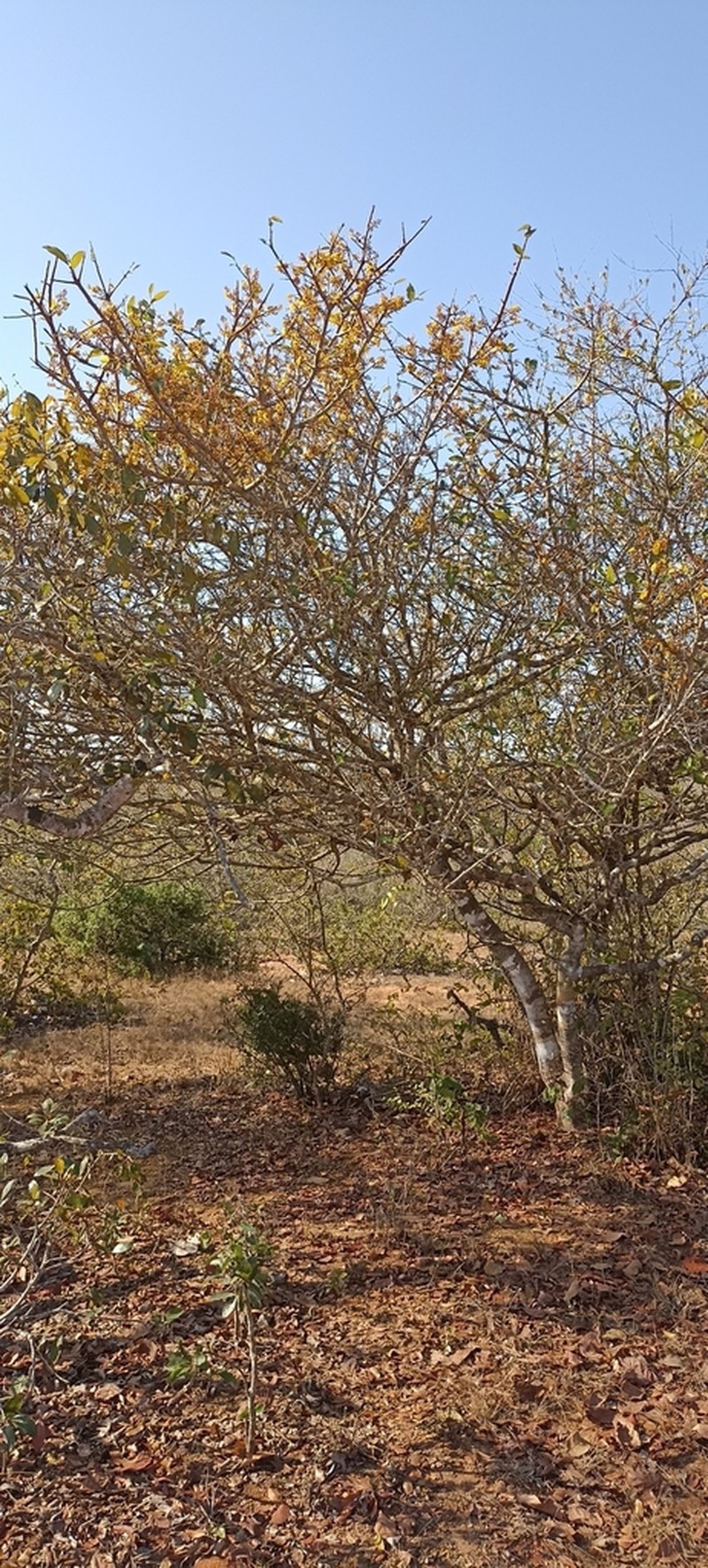 Ouratea mexicana photo 6