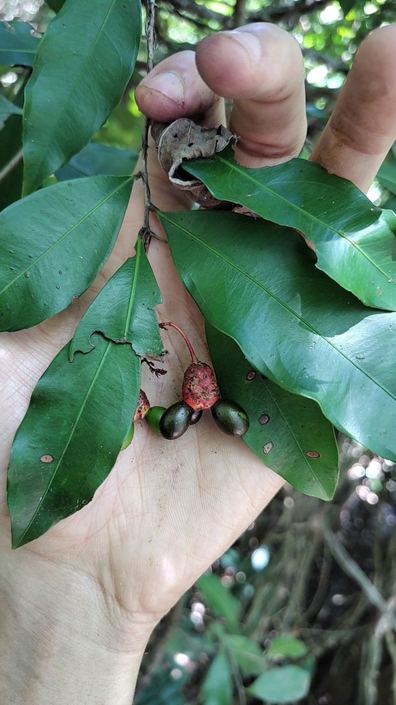 Ouratea miersii