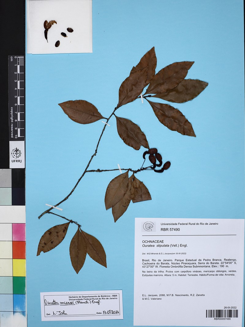 Ouratea miersii photo 2