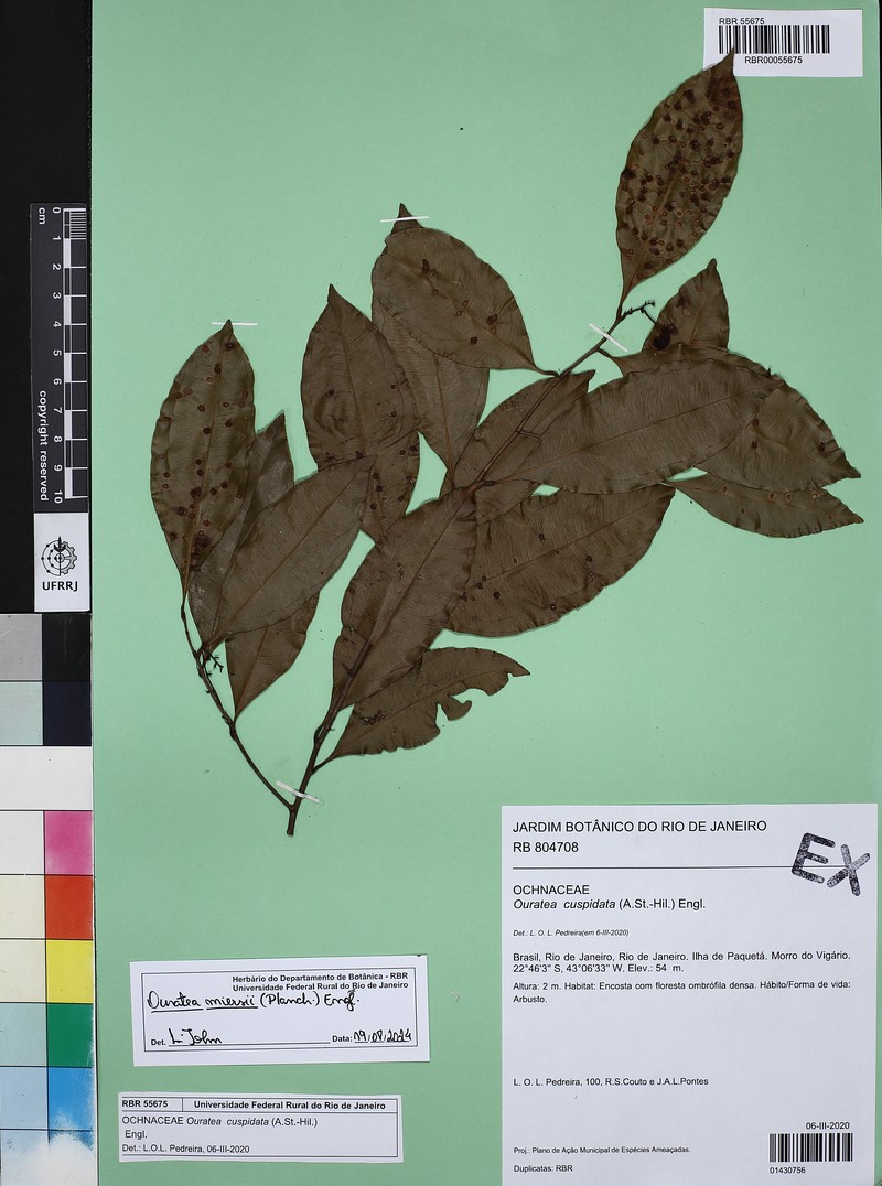Ouratea miersii photo 3
