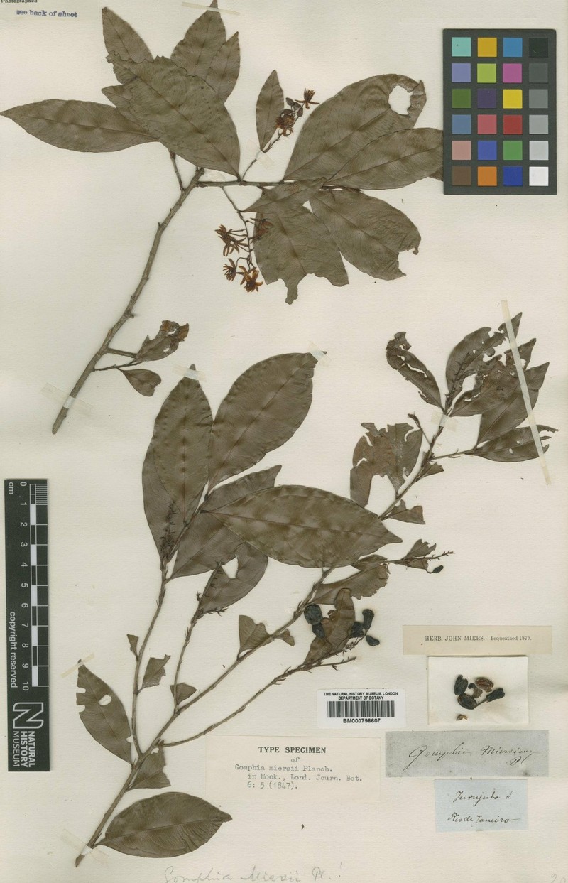 Ouratea miersii photo 4
