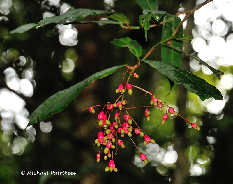 Ouratea multiflora